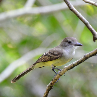 Tropical Kingbird